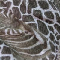 Maille lycra très fine imprimé tête de zèbre et tête de lion