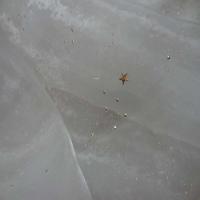 Organza ecrue a etoile dore en relief4