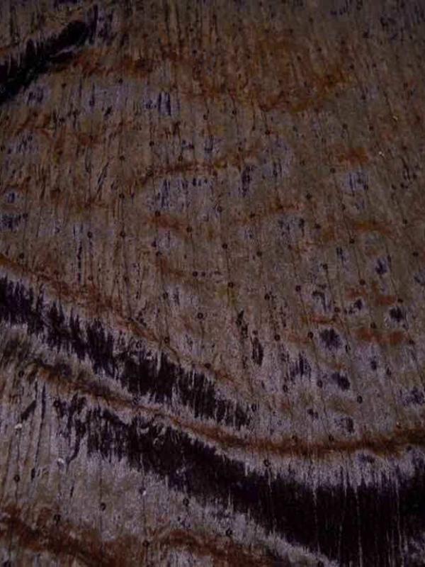 Tres beau velours souple marron a sequins