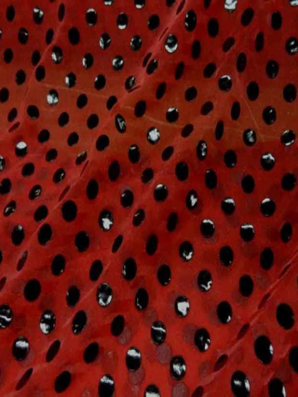 Voile polyester rouge bordeaux a pois noir en vinyl